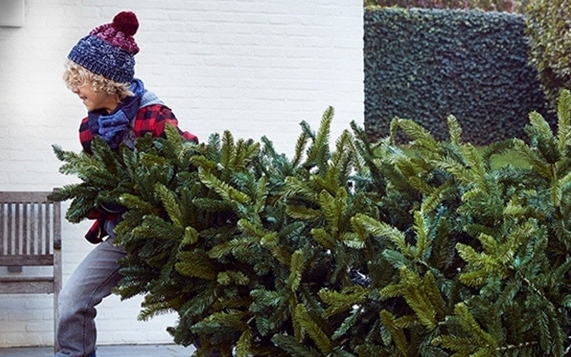 Kerstbomen